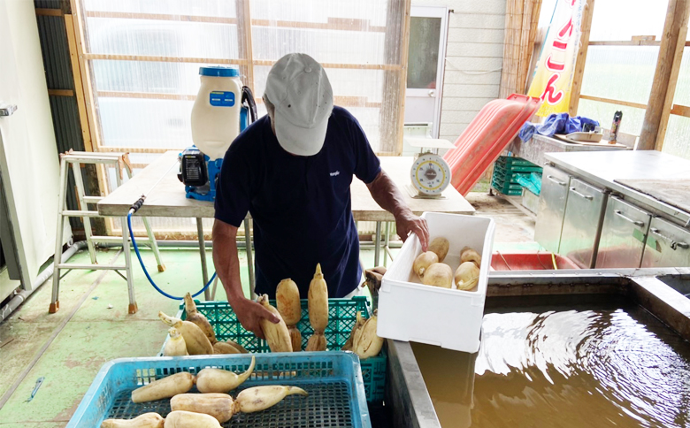 【掘りたて直送!】特別栽培・潮風育ち『鴨川れんこん』４kg　[0014-0022]　蓮根・レンコン