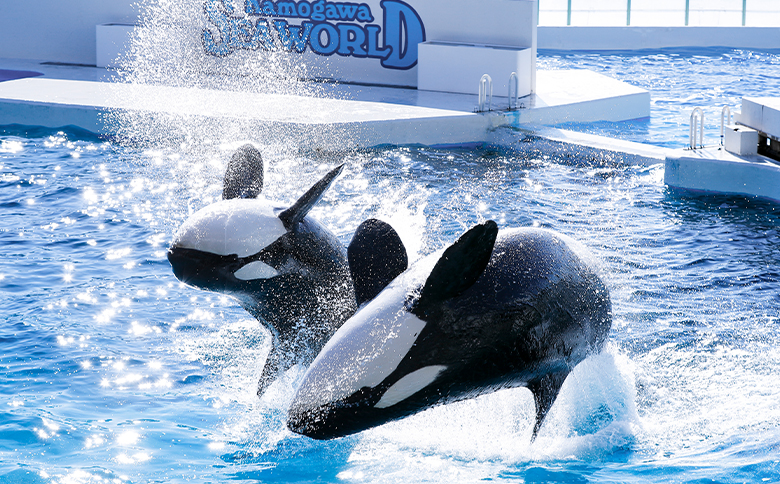 【鴨川シーワールド】年間パスポート／大人（高校生以上） １名様　[0043-0001] 大人１名様