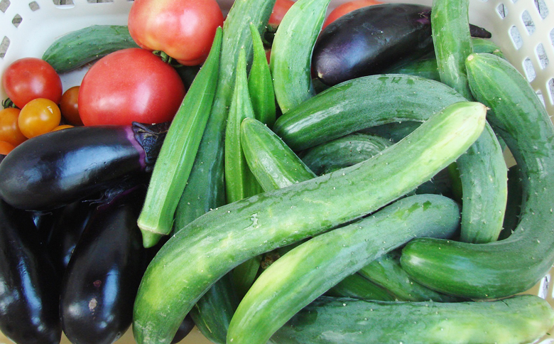 【千葉県鴨川市】農家民泊＆農業体験 ２名様 [0090-0002]