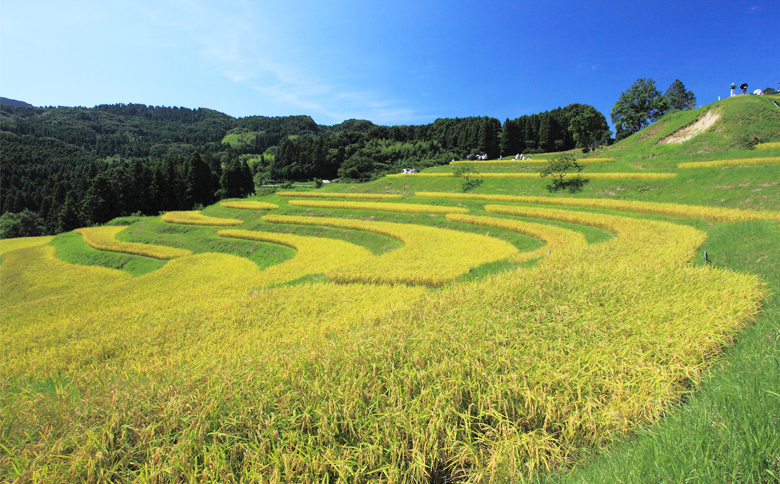 【棚田保全支援】大山千枚田の天水田育ち『棚田米』定期便 ５kg×10カ月《精米》　[0167-0002] 5kg×10カ月