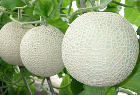 【令和8年5月発送／先行予約】鴨川ぷれみあむ『千葉アクアメロン』旬の大玉 １個　[0010-0213] 旬の大玉 １個