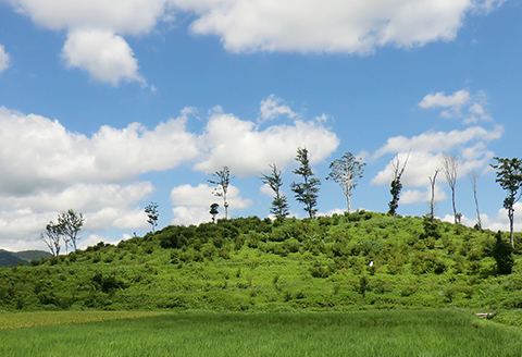 【30口限定】鴨川吉保梅の里 オーナー倶楽部 一般会員権　[0017-0004]