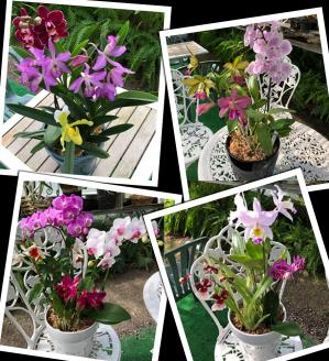 【大場蘭園】鴨川発季節の洋蘭寄せ植え(大)  [0030-0084] 寄せ植え 大