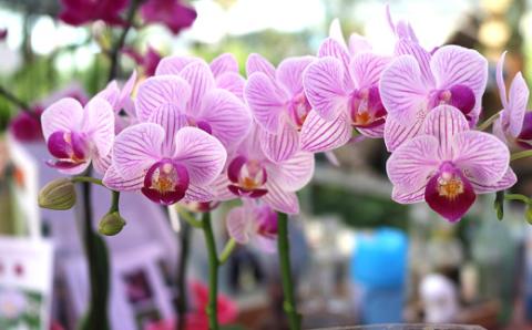 【大場蘭園】鴨川発季節の洋蘭寄せ植え(中)  [0020-0058] 寄せ植え 中