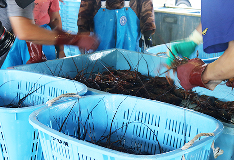 【漁協直送！】天然 活き『房州伊勢海老』１kg以上（４～６尾）《期間限定》《数量限定》《配送日指定必須》《配送指定 令和8年2月末日まで》　[ウオポート][0050-0089]