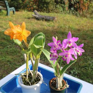 【大場蘭園発】鑑賞用 洋ラン2品種セット [0020-0072] 洋ラン２品種