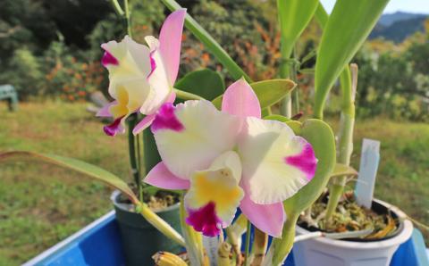 【大場蘭園発】鑑賞用 洋ラン3品種セット [0030-0108] 洋ラン３品種