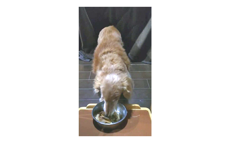 【かつおぶしの永井】グルメなワンニャンに！かつおぶしと花かつお　［0010-0355］