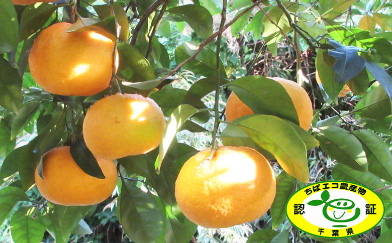 【初夏の味覚】鴨川産 甘夏房の『カモガワ甘夏』９kg以上《期間限定》《数量限定》《4月～5月配送》ちばエコ農産物 減農薬 あまなつ アマナツ みかん 柑橘 産地直送 フルーツ 旬 [甘夏房][0011-0072]