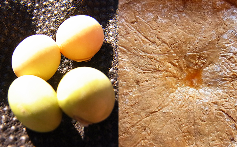 【先着10組限定】令和８年度 大山千枚田『大豆畑トラスト制度』参加権利　[0017-0018] 大豆トラスト