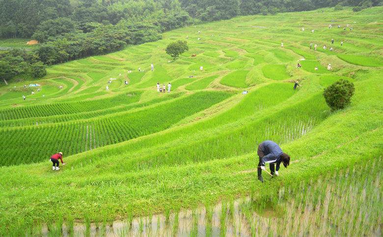【棚田保全支援】大山千枚田の天水田育ち『棚田米』５kg《精米》　[0017-0026] 5kg