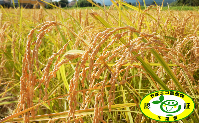 《令和７年産》田代農園『長狭米 ゆうだい21（一等米）』【玄米６kg】　[0018-0017] 玄米６kg