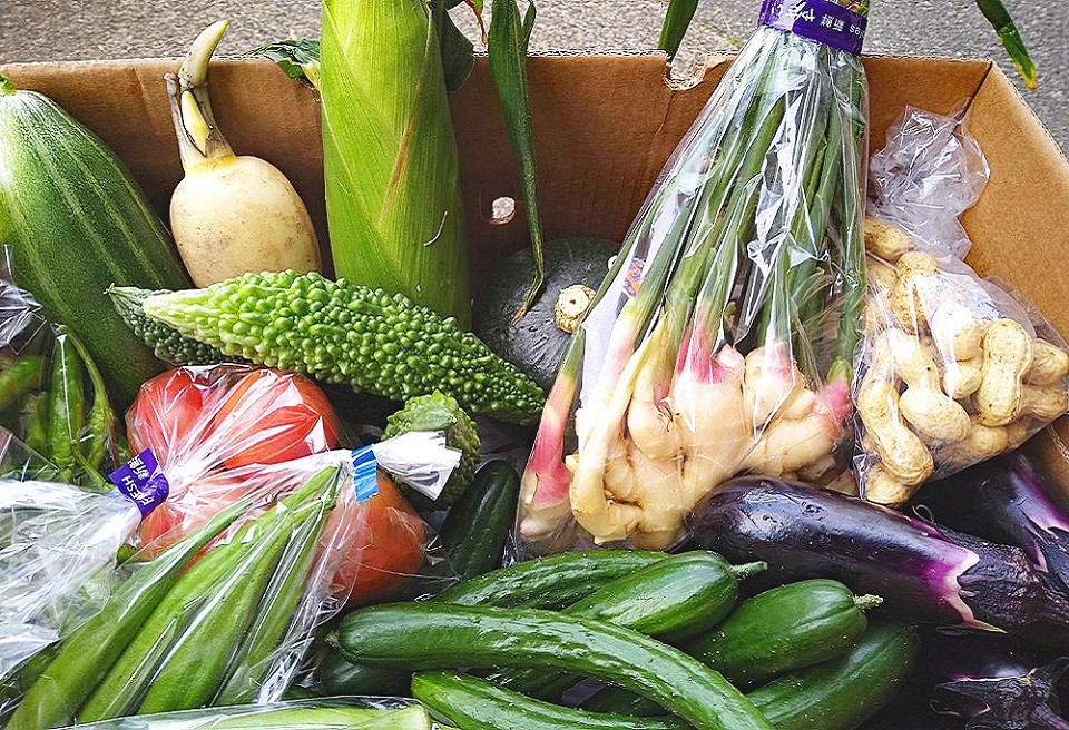 【年４回定期便】鴨川の朝採れ野菜･｢旬｣を味わうセット [0056-0001] 年４回定期便