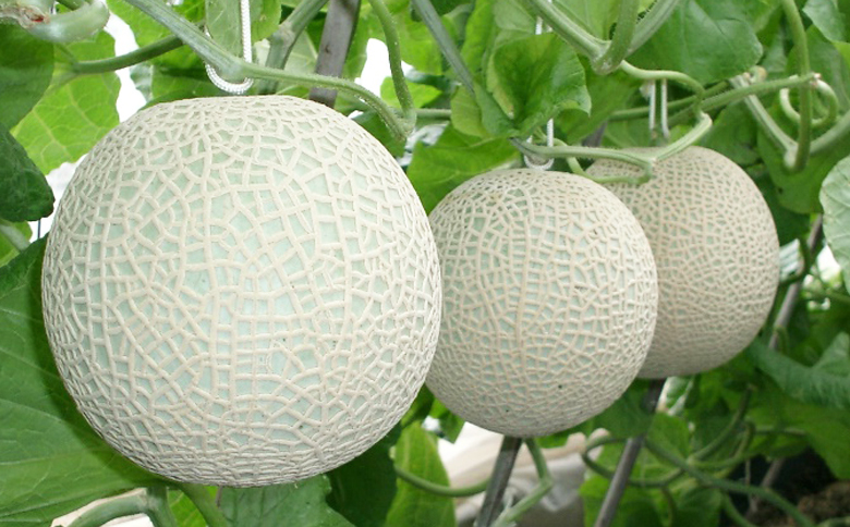 【定期便】高橋メロン農園『千葉アクアメロン』M玉以上 2個 × 6回発送 [0100-0036] Ｍ玉２個×６回