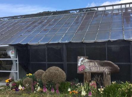 【大場蘭園】鴨川発季節の洋蘭寄せ植え(中)  [0020-0058] 寄せ植え 中