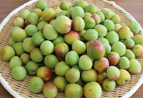 【30口限定】鴨川吉保梅の里 オーナー倶楽部 一般会員権　[0017-0004]