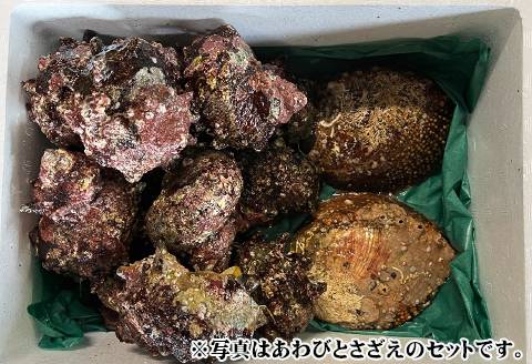 食のプロ御用達】天然 房州産！活き伊勢えび ２kg（約８～12尾） [0100 ...