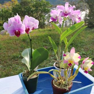 【大場蘭園発】鑑賞用 洋ラン3品種セット [0030-0108] 洋ラン３品種