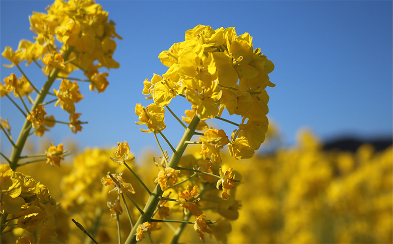 ななちゃんTシャツ親子セット [0010-0126] 親子セット