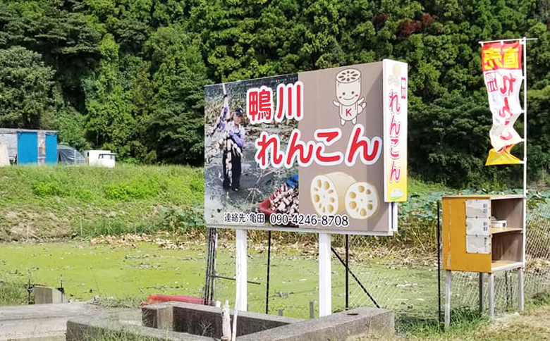 【鴨川れんこん100％】潮風育ちの『鴨川れんこんパウダー』180g×2袋 [0010-0225] ２袋