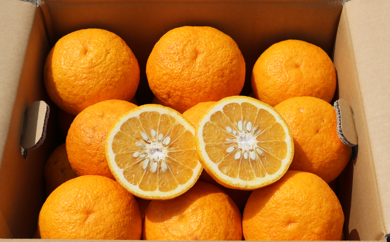 【初夏の味覚】鴨川産 甘夏房の『カモガワ甘夏』９kg以上《期間限定》《数量限定》《4月～5月配送》ちばエコ農産物 減農薬 あまなつ アマナツ みかん 柑橘 産地直送 フルーツ 旬 [甘夏房][0011-0072]