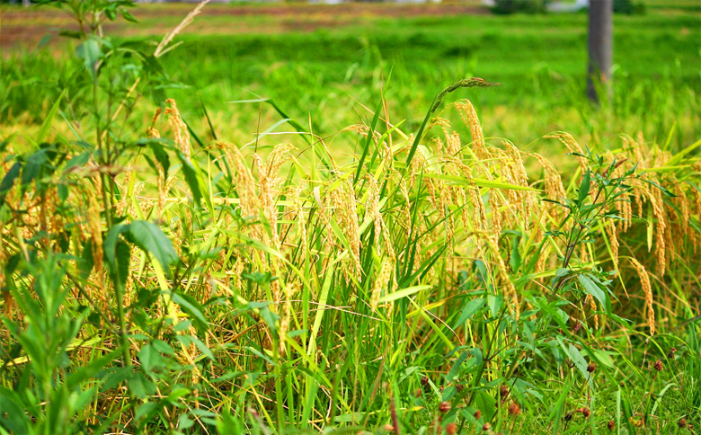 【満田園芸】嶺岡米 コシヒカリ 精米 5kg ちばエコ農産物認証品 [0015-0072]