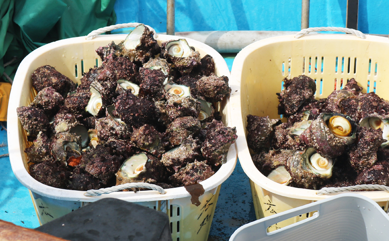 【漁協直送！】房州黒潮育ち『天然 活サザエ』1.5kg以上（8～12個）　《期間限定》《数量限定》《配送日指定OK》《配送指定 令和8年5月末日まで》さざえ 栄螺 刺身 活魚 [ウオポート][0017-0028] [0017-0028]