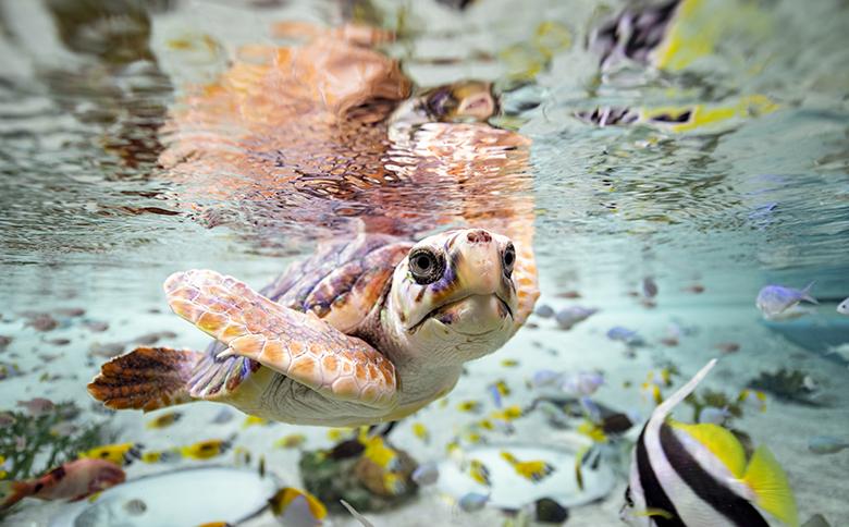 【鴨川シーワールド】年間パスポート／小人（小学生・中学生） １名様　[0026-0005] 小人１名様