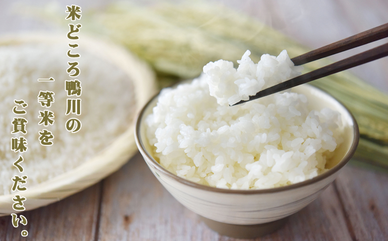 《令和７年産》【米屋新蔵】関東一の極早生米『五百川』10kg　[0032-0004] 10kg