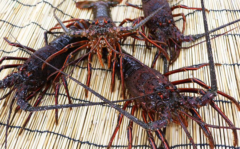 【漁協直送！】天然 活き『房州伊勢海老』１kg以上（４～６尾）《期間限定》《数量限定》《配送日指定必須》《配送指定 令和8年2月末日まで》　[ウオポート][0050-0089]