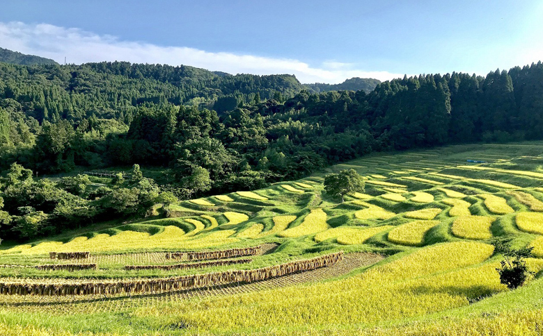 【先着20組限定】令和８年度 大山千枚田『棚田トラスト制度』参加権利　[0107-0001] 棚田トラスト