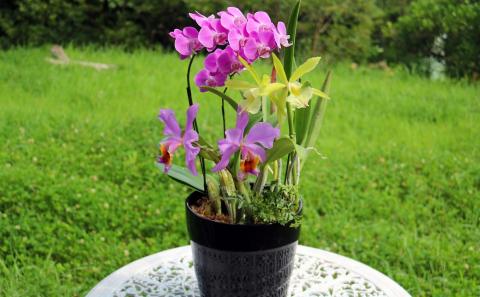 【大場蘭園】鴨川発季節の洋蘭寄せ植え(大)  [0030-0084] 寄せ植え 大