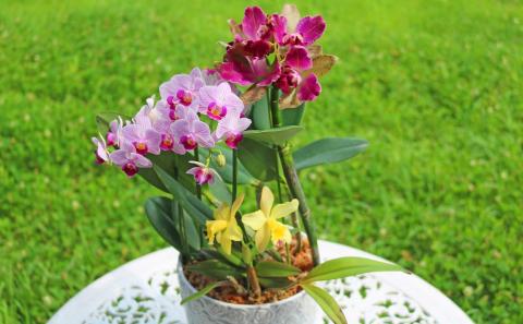 【大場蘭園】鴨川発季節の洋蘭寄せ植え(中)  [0020-0058] 寄せ植え 中