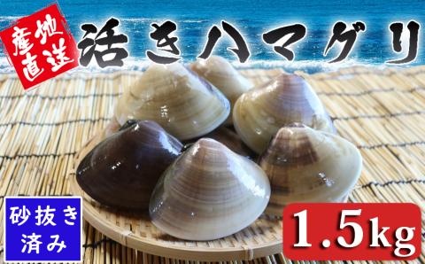 【日時指定必須】いずみや鮮魚店の活きハマグリ 1.5kg[0020-0074]