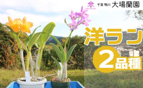 【大場蘭園発】鑑賞用 洋ラン2品種セット [0020-0072] 洋ラン２品種