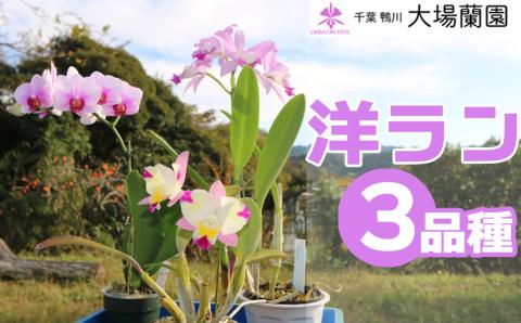 【大場蘭園発】鑑賞用 洋ラン3品種セット [0030-0108] 洋ラン３品種