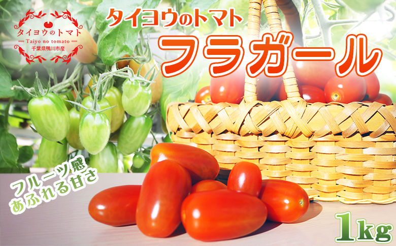 【弾ける食感！フルーツ級の甘み！】タイヨウのトマト『フラガール』１kg　《配送期間限定》《2週間以内に発送》 ミニトマト フルーツトマト [日本ソーラー発電] [0008-0048] ミニトマト１kg