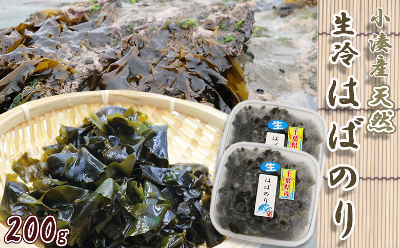 【極味のひもの特製】房州小湊産 天然『生冷 はばのり』200g《数量限定》　[0010-0284] 生冷はばのり