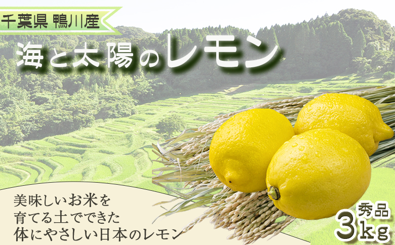 《１月発送》 【皮まで食べられる】海と太陽のレモン【秀品】３kg（約25個） [0011-0057] 秀品３kg《１月発送》