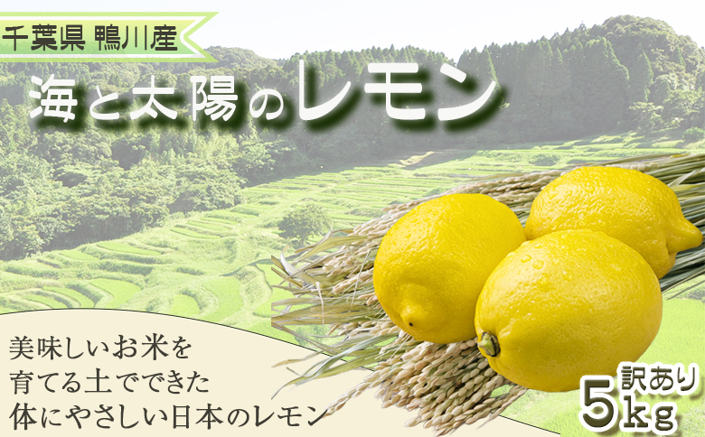 《１月発送》【皮まで食べられる】海と太陽のレモン【訳あり品-優品-】５kg（約40個）　[0011-0058] 訳あり品５kg《１月発送》