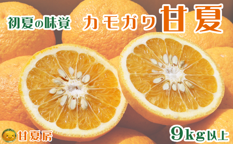 【初夏の味覚】鴨川産 甘夏房の『カモガワ甘夏』９kg以上《期間限定》《数量限定》《4月～5月配送》ちばエコ農産物 減農薬 あまなつ アマナツ みかん 柑橘 産地直送 フルーツ 旬 [甘夏房][0011-0072]