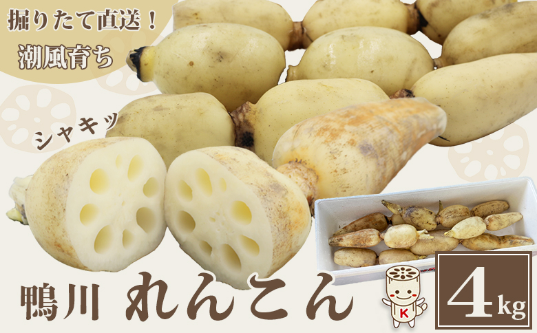 【掘りたて直送!】特別栽培・潮風育ち『鴨川れんこん』４kg　[0014-0022]　蓮根・レンコン