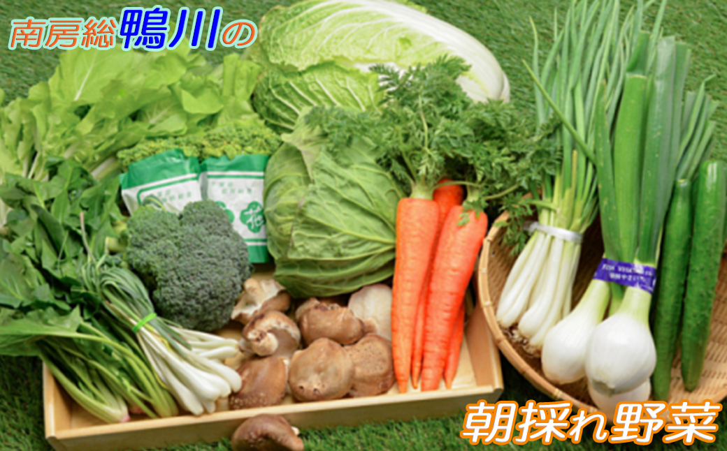 【1日限定5セット】南房総-鴨川の朝採れ野菜セット [0014-0027] １回発送
