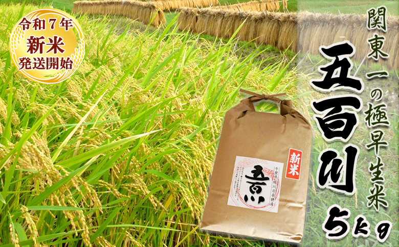 《令和７年産》【米屋新蔵】関東一の極早生米『五百川』５kg　[0016-0026] ５kg