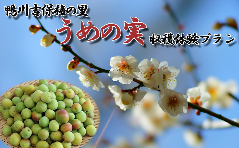 【30口限定】鴨川吉保梅の里 オーナー倶楽部 一般会員権　[0017-0004]