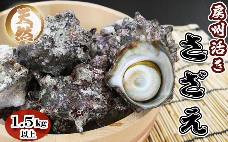 【漁協直送！】房州黒潮育ち『天然 活サザエ』1.5kg以上（8～12個）　《期間限定》《数量限定》《配送日指定OK》《配送指定 令和8年5月末日まで》さざえ 栄螺 刺身 活魚 [ウオポート][0017-0028] [0017-0028]