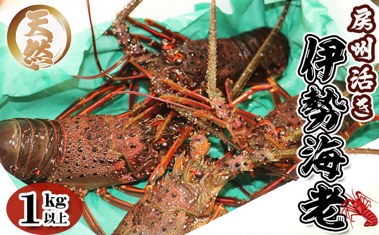 【漁協直送！】天然 活き『房州伊勢海老』１kg以上（４～６尾）《期間限定》《数量限定》《配送日指定必須》《配送指定 令和8年2月末日まで》　[ウオポート][0050-0089]