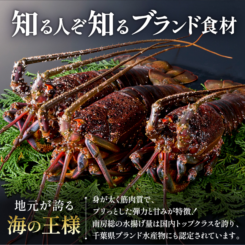 【天然】甘み凝縮！活〆冷凍伊勢海老900ｇ以上（300ｇ×3尾） mi0020-0003