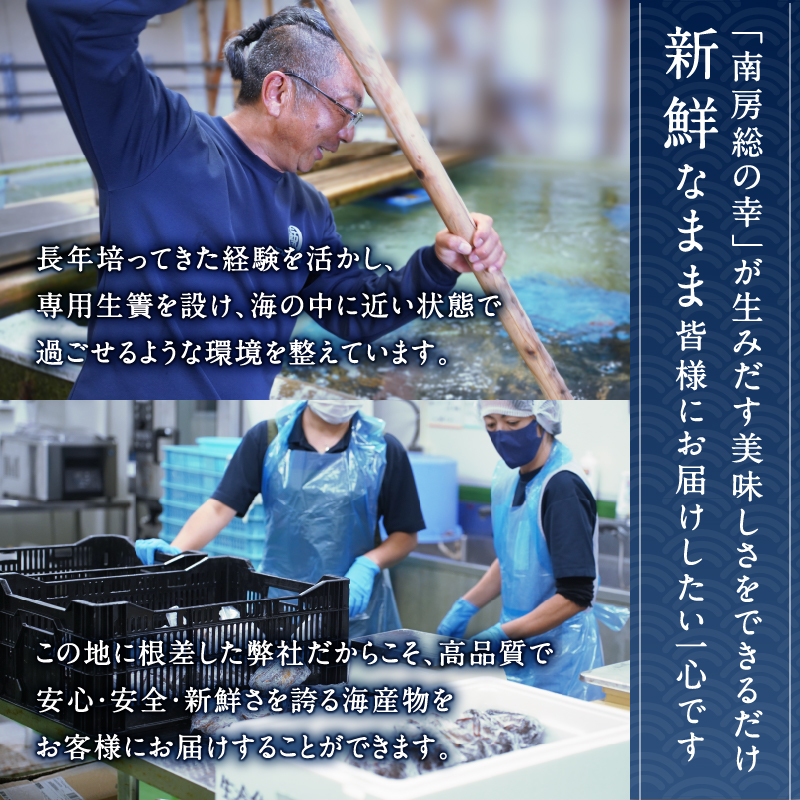 南房総新名物★伊勢海老しゃぶしゃぶ6尾セット mi0020-0004