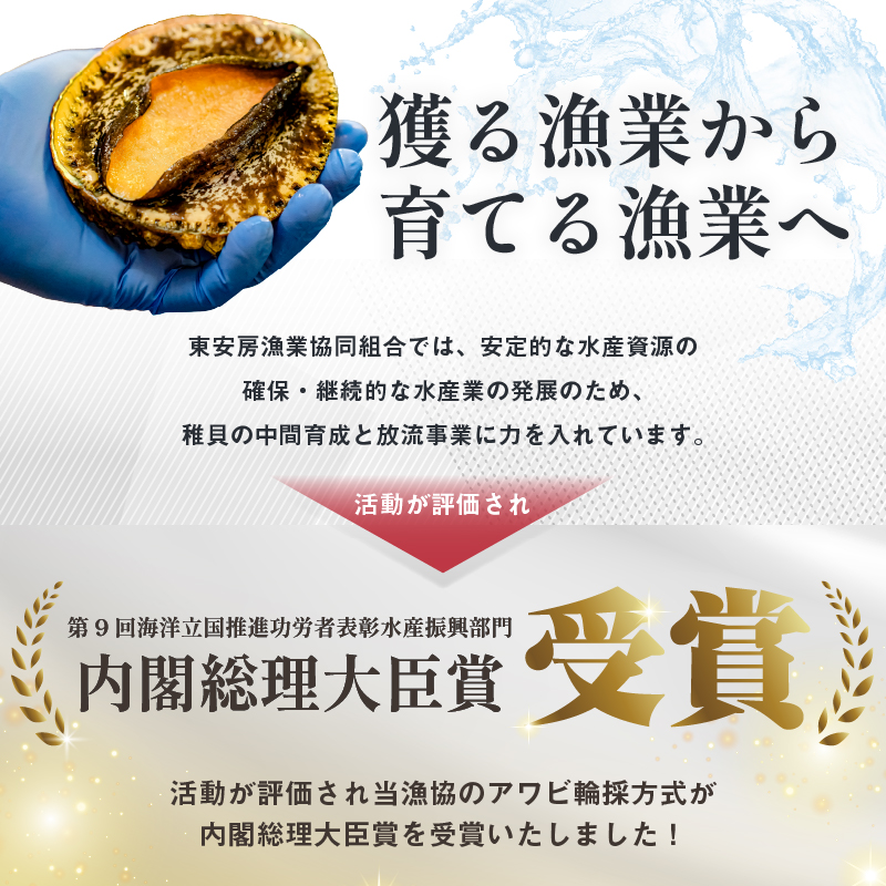 【先行受付 2026年5月～9月上旬発送予定】房州産天然黒あわび約550g mi0014-0007